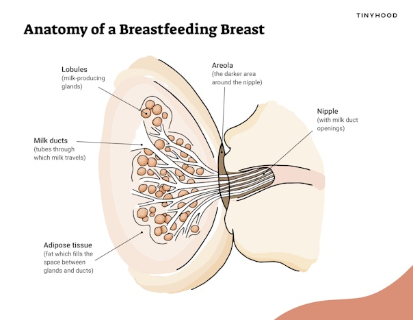 Anatomy of a Breastfeeding Breast Preview Image