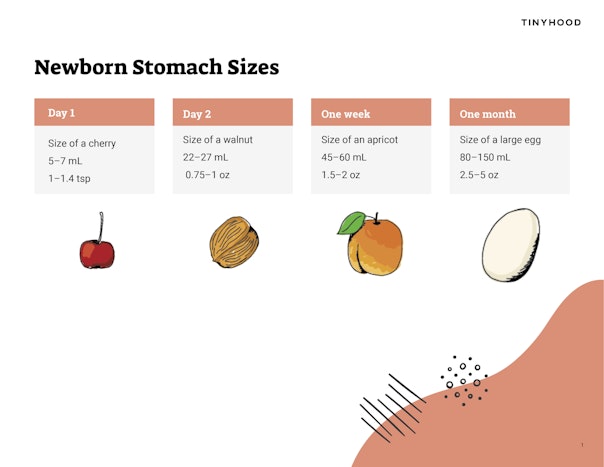 Newborn Stomach Sizes Preview Image