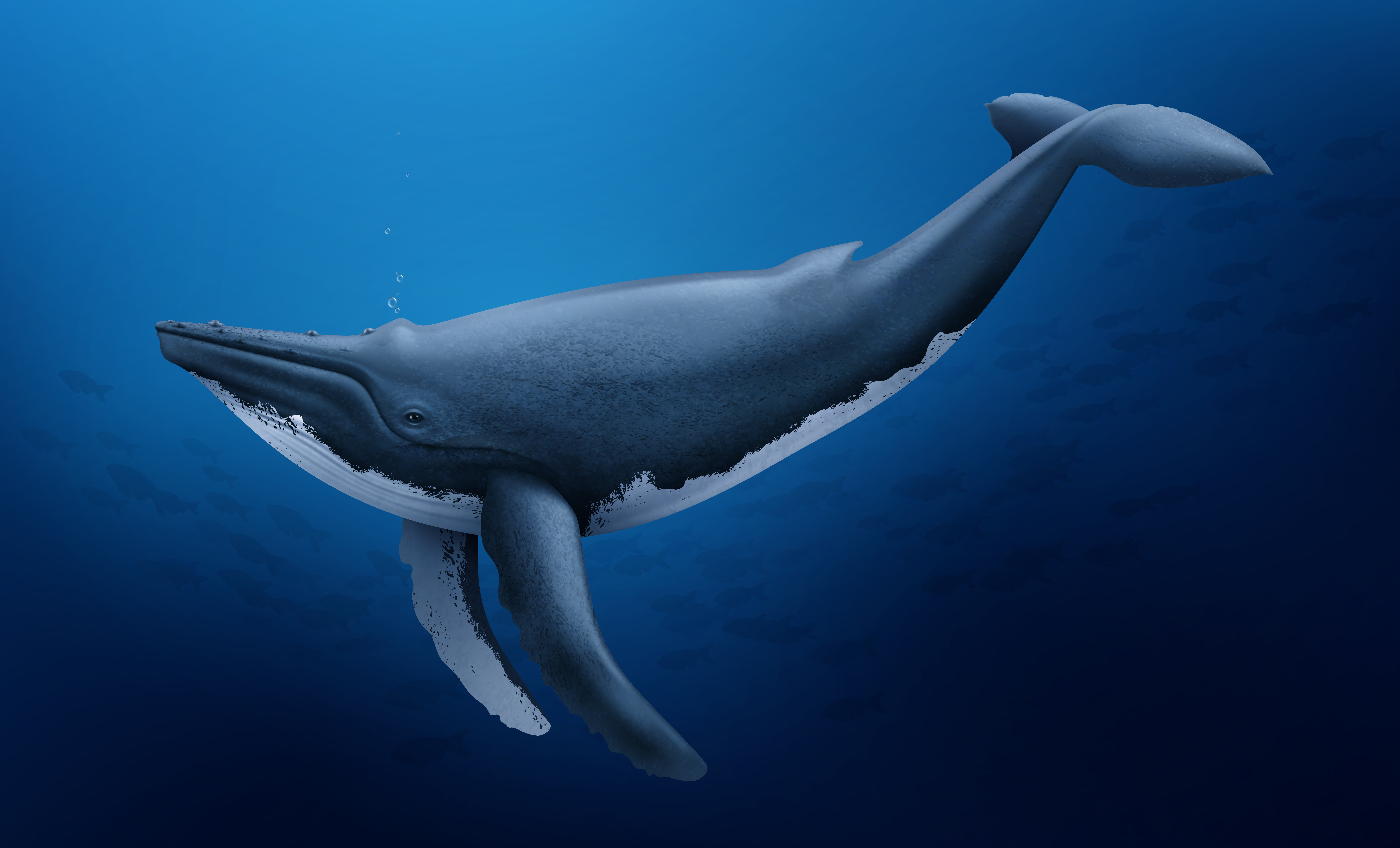 Blue Whales (born 09/01/23-08/31/24)
