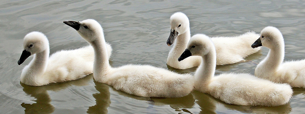 Cygnets (2013-2014)