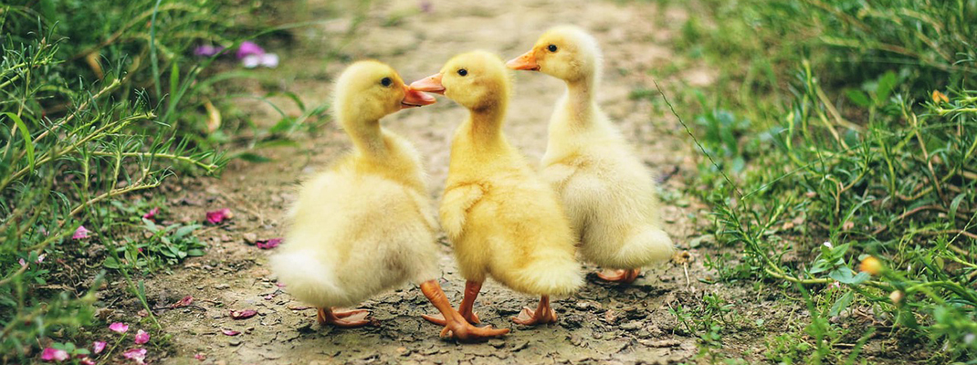 Duckling (2015-2016)