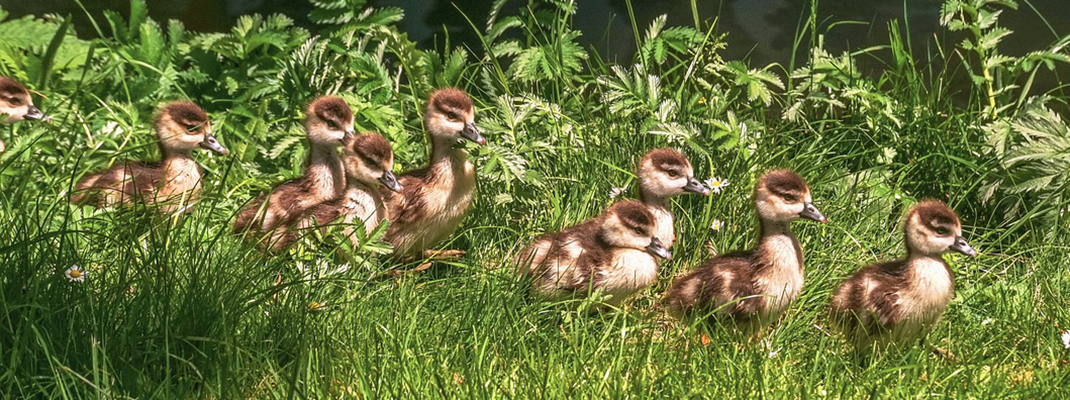 Goslings (2017-2018)