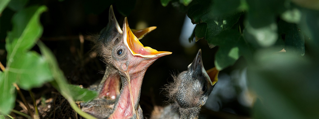 Hatchlings (2019-2020)