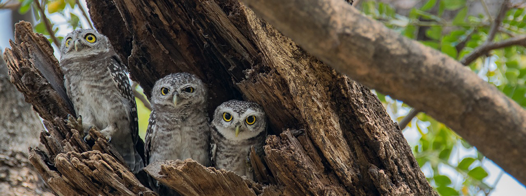 Owlets (2021-2022)