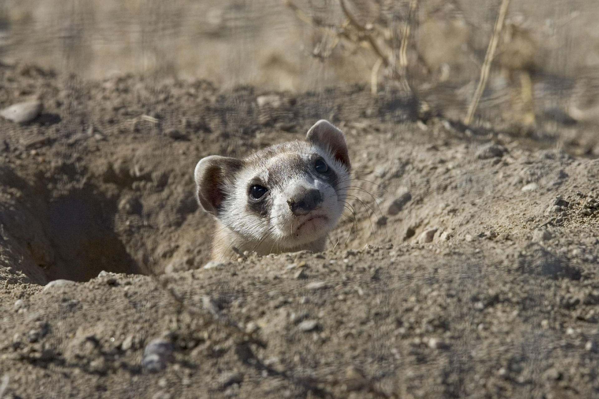 Black Footed Ferrets (Born 9/1/2020-8/31/2021)
