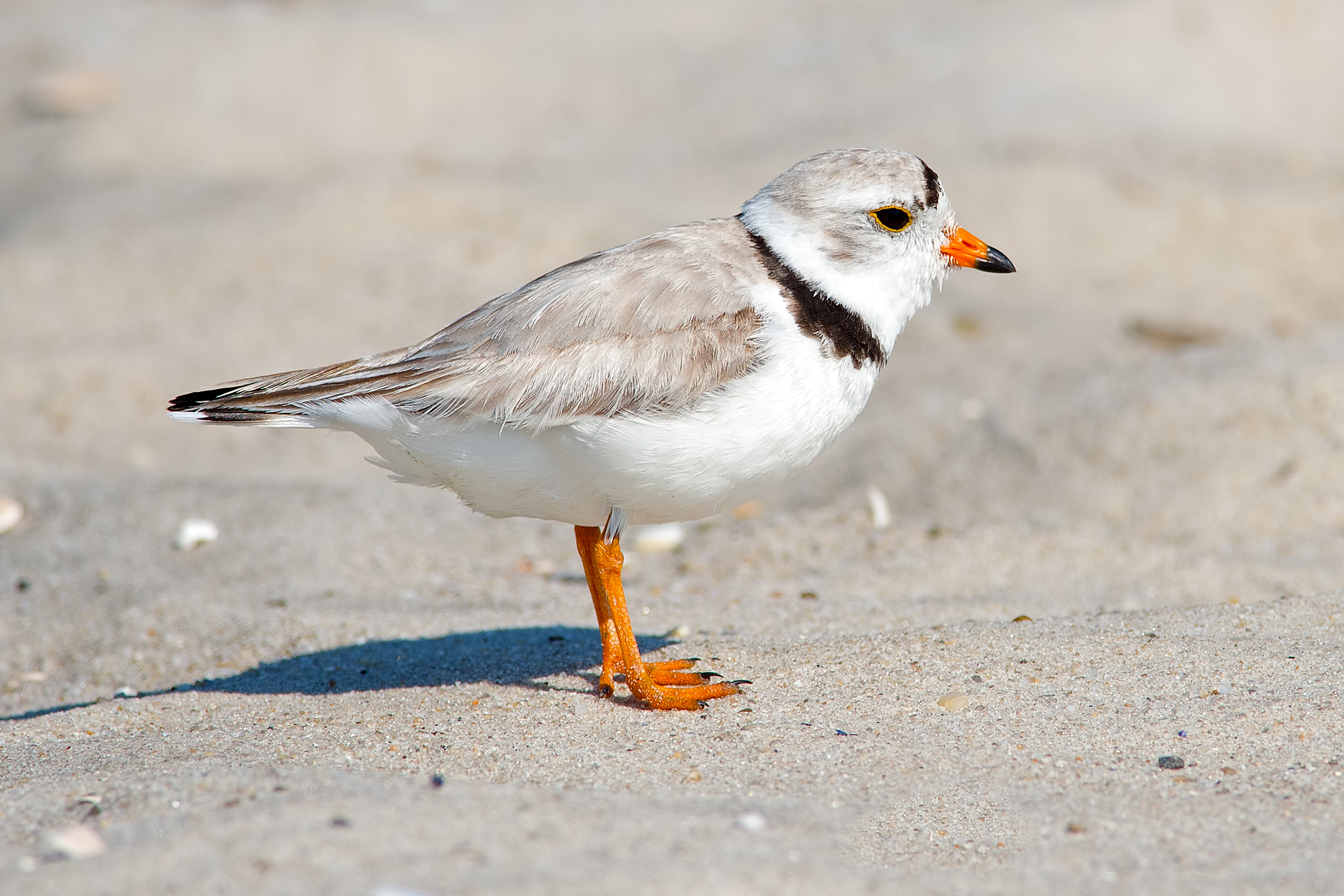 Piping Plover (Born 9/1/18 – 8/31/19)