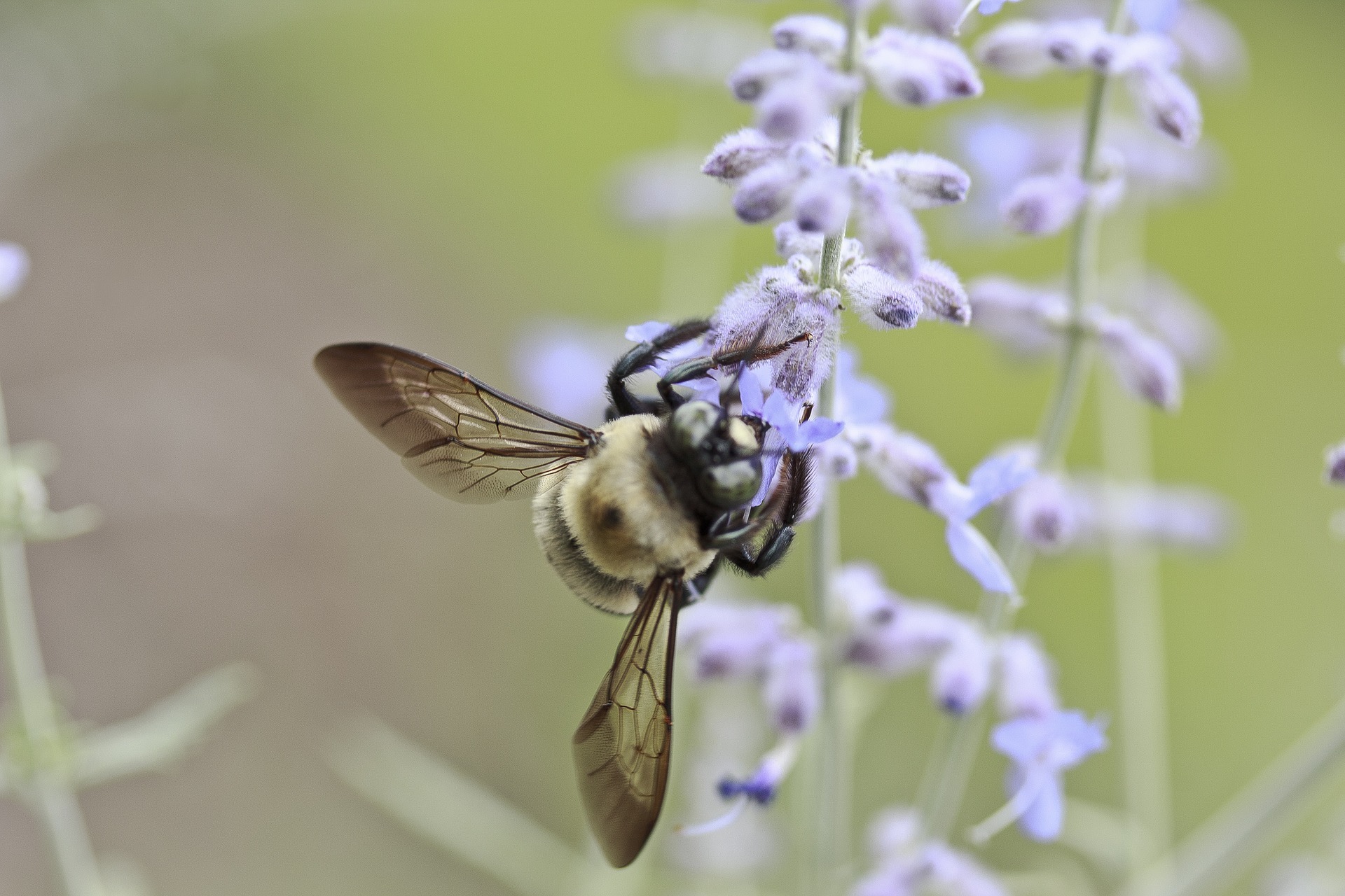 rusty-patched-bumble-bees-born-9-1-2019-8-31-2020-tinyhood