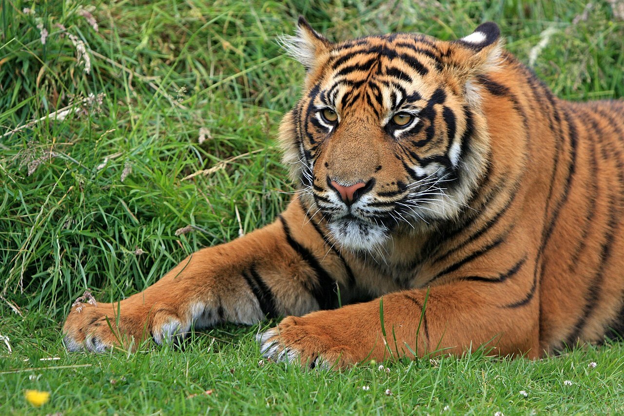 Sudra Island Tigers (born 09/01/2022 - 08/31/2023)